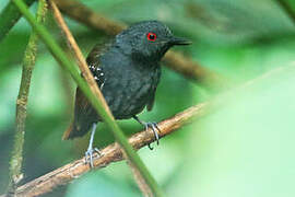 Magdalena Antbird