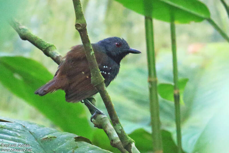 Magdalena Antbird male adult, identification