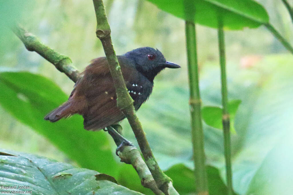 Magdalena Antbird male adult, identification