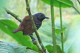 Magdalena Antbird