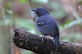 Allpahuayo Antbird