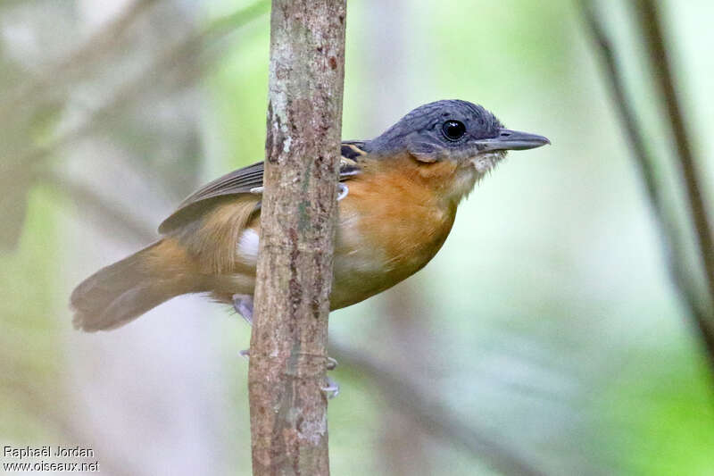 Allpahuayo Antbird female adult, identification
