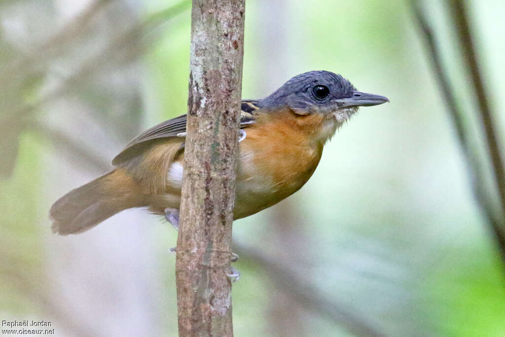 Allpahuayo Antbird female adult, identification