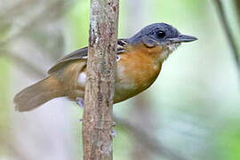 Allpahuayo Antbird