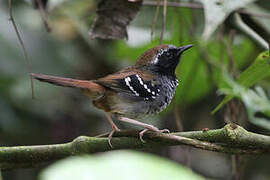 Squamate Antbird