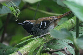 Squamate Antbird