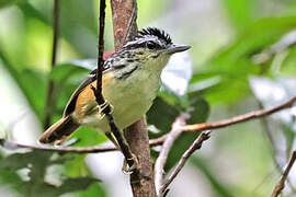 Imeri Warbling Antbird