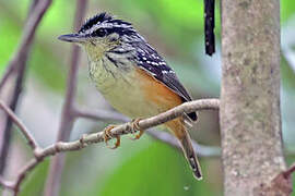 Imeri Warbling Antbird