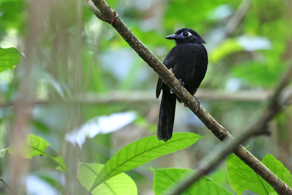 Blue-lored Antbird