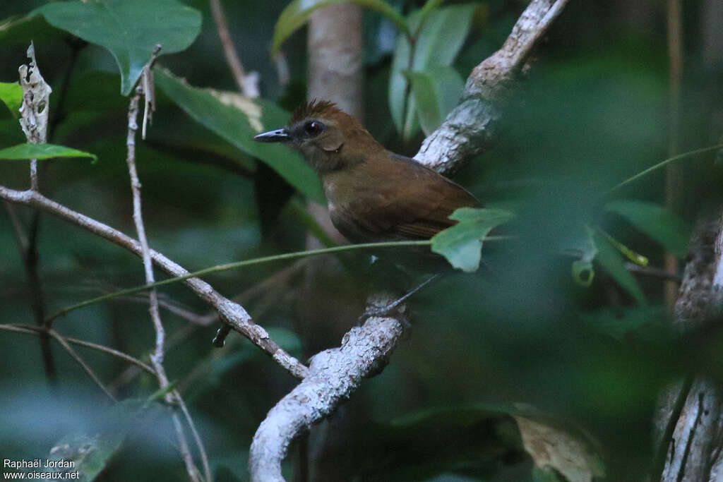 Alapi noirimmature, identification