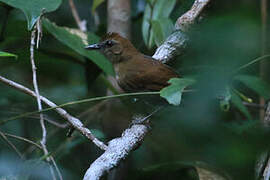 Fringe-backed Fire-eye