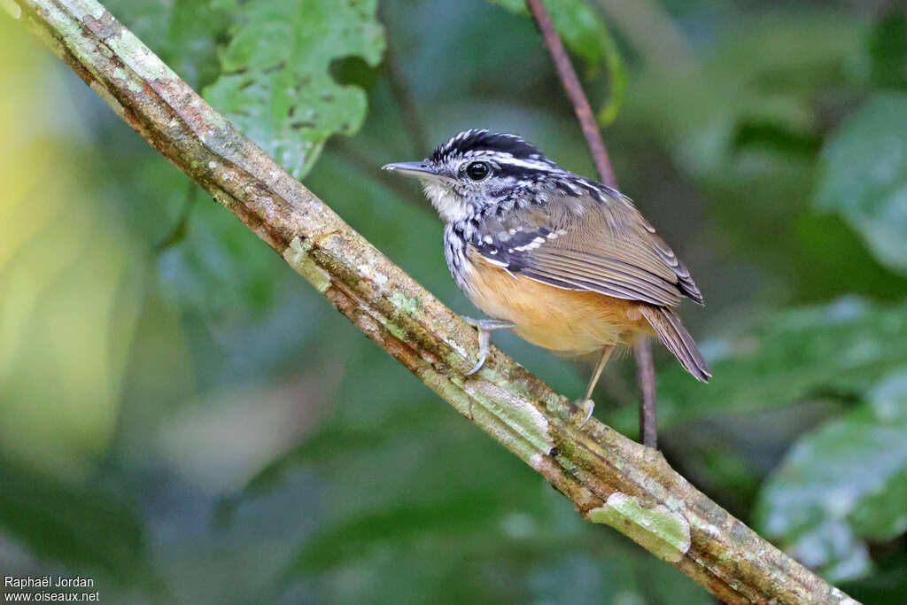 Rondonia Warbling Antbird male adult