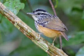 Rondonia Warbling Antbird