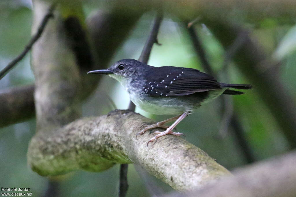 Silvered Antbird male adult, identification