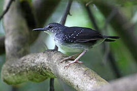 Silvered Antbird