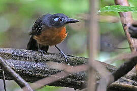 Plumbeous Antbird