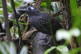 Plumbeous Antbird