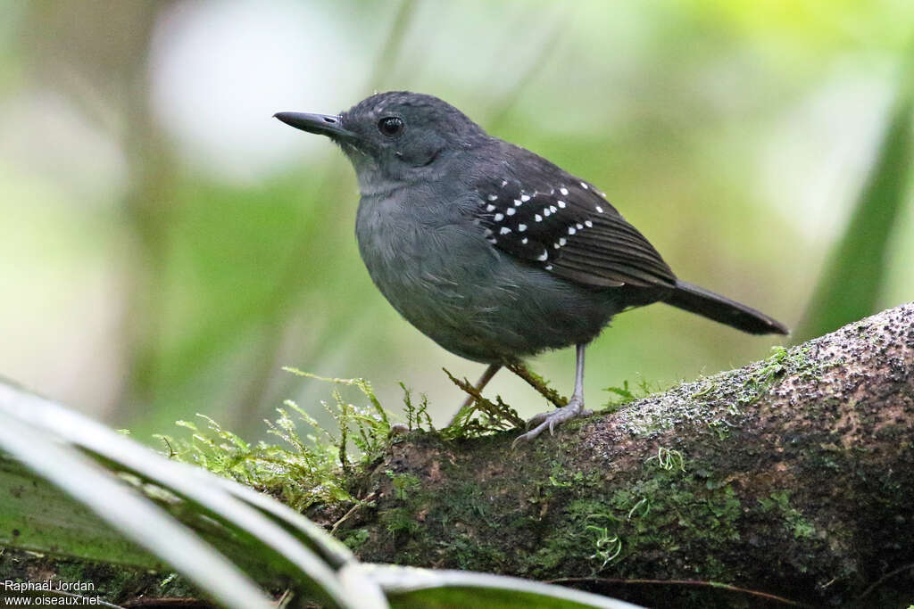 Spot-winged Antbird male adult, identification