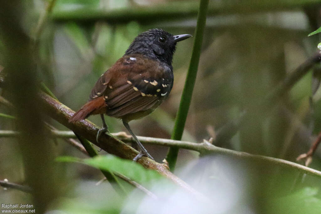 Southern Chestnut-tailed Antbird male adult, identification