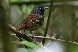 Southern Chestnut-tailed Antbird