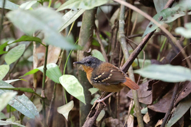 Southern Chestnut-tailed Antbird female adult