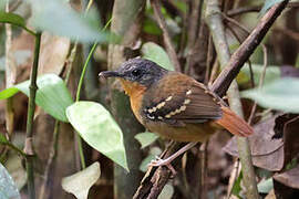 Southern Chestnut-tailed Antbird