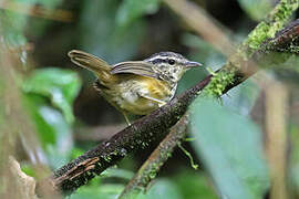 Yellow-breasted Warbling Antbird