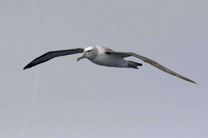 Albatros à cape blancheadulte, Vol