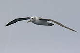 Albatros à cape blanche