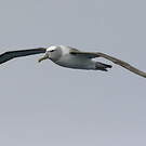 Albatros à cape blanche