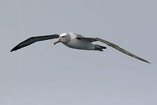 Albatros à cape blanche