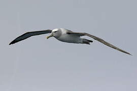 Shy Albatross