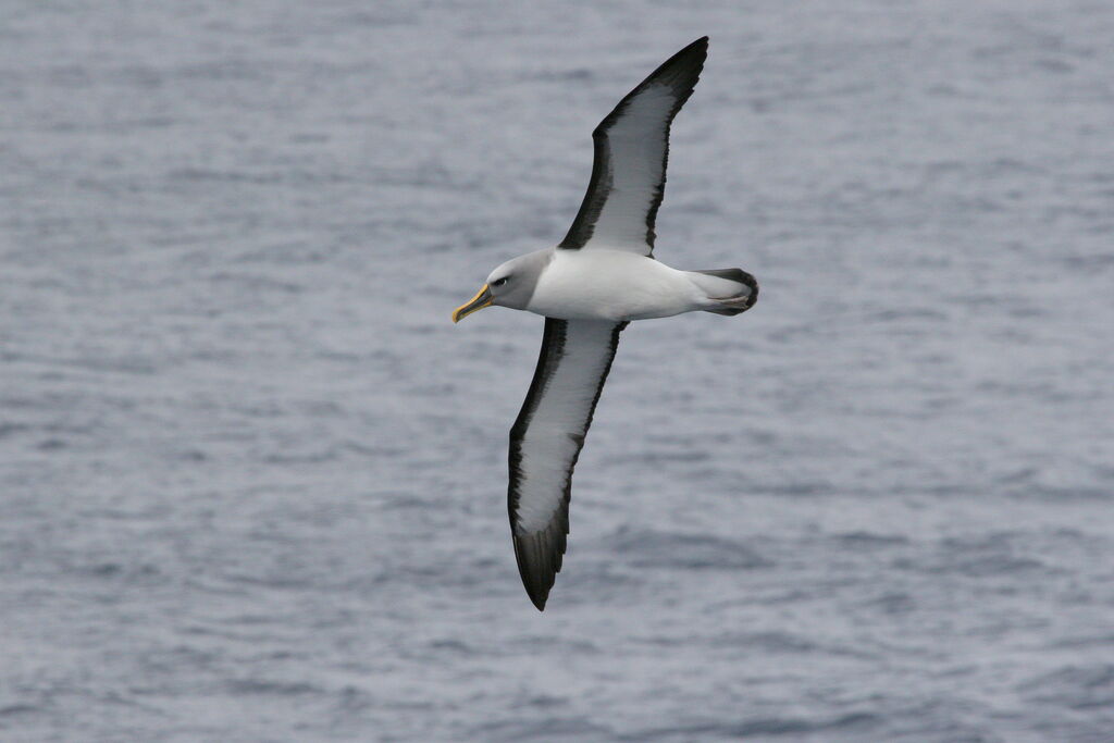 Buller's Albatrossadult, Flight