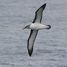 Albatros de Buller