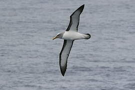 Albatros de Buller