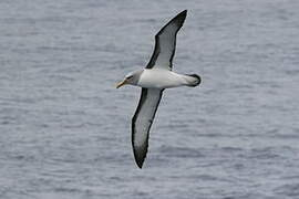 Buller's Albatross