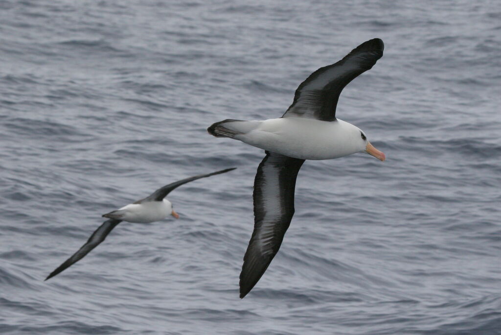 Campbell Albatrossadult