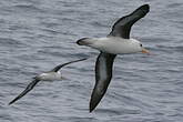 Albatros de l'île Campbell