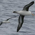 Albatros de l'île Campbell
