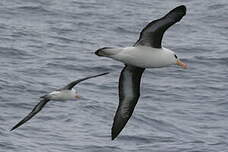 Albatros de l'île Campbell