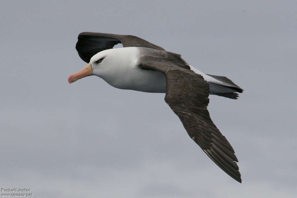 Albatros de l'île Campbelladulte