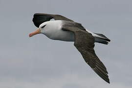 Albatros de l'île Campbell