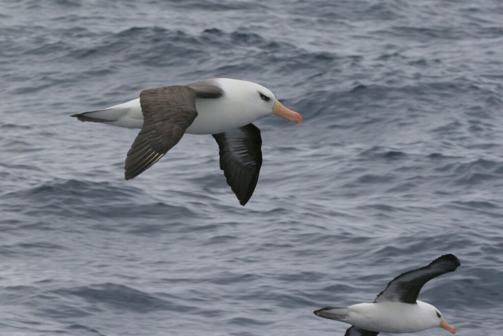 Campbell Albatrossadult