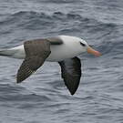 Albatros de l'île Campbell