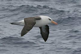 Albatros de l'île Campbell