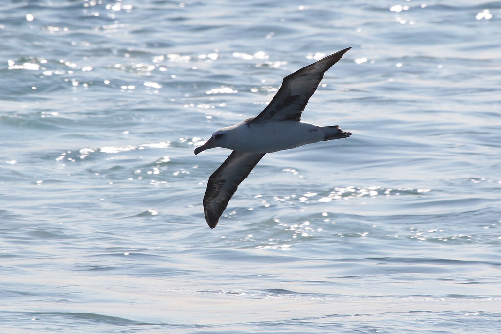 Laysan Albatross