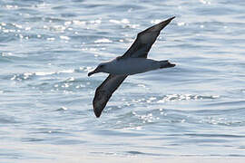 Laysan Albatross