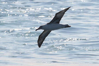 Albatros de Laysan