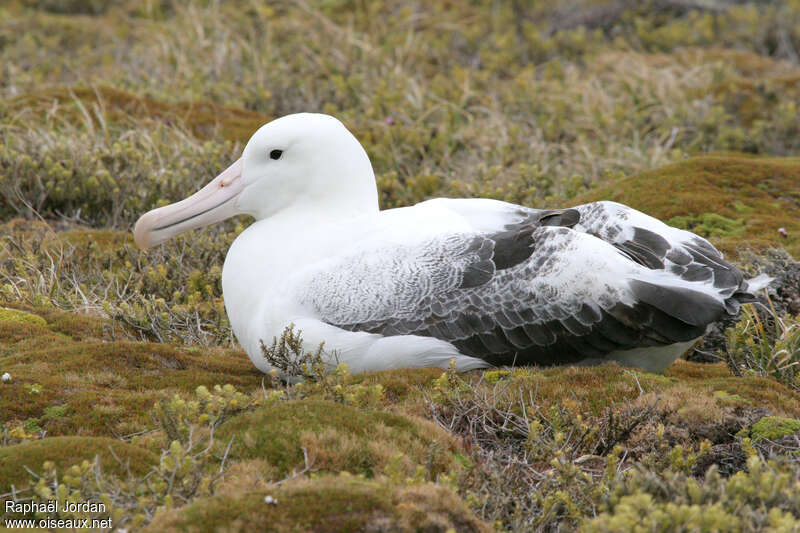 Albatros royaladulte, identification