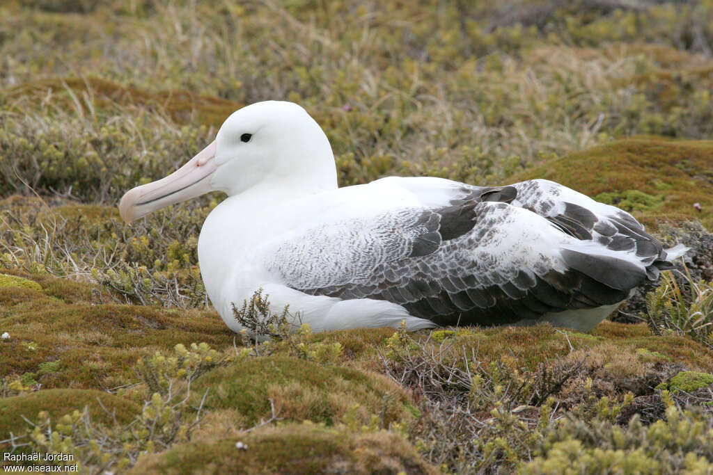 Southern Royal Albatrossadult, identification